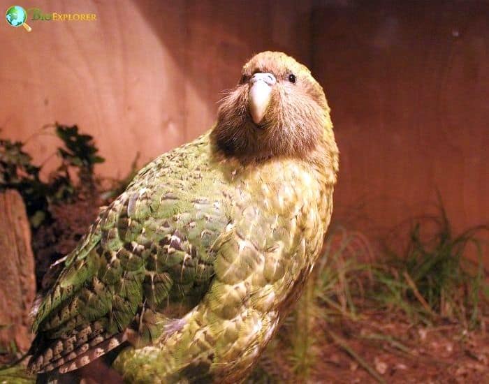 Kakapo Kakapo