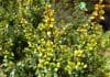 African Boxwood
