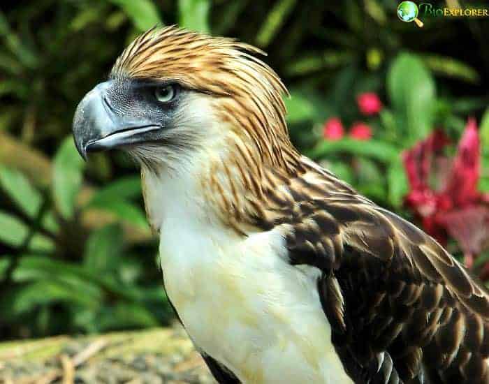 Philippine Eagle