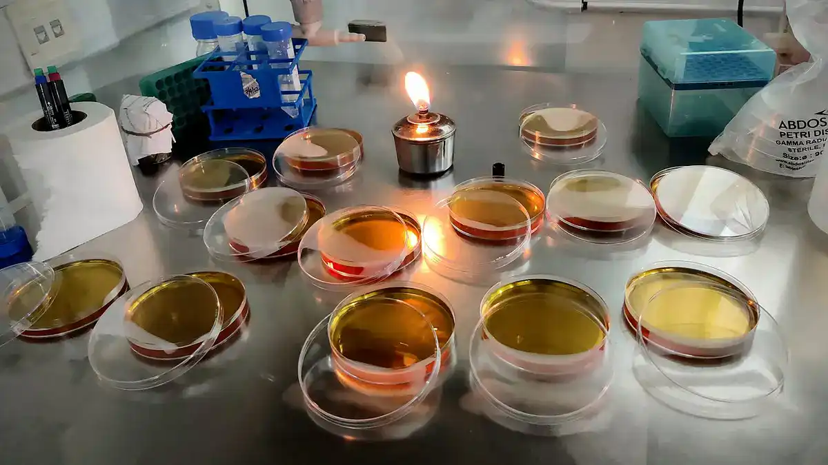 Researcher preparing YPD agar plates inside a biosafety cabinet using a spirit burner flame for aseptic technique