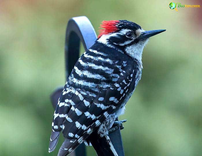 Nuttall's Woodpecker Characteristics Nuttall's Woodpecker Characteristics