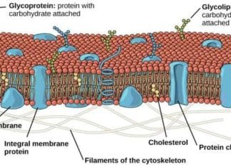 The Fluid Mosaic Model: Phospholipid Bilayer