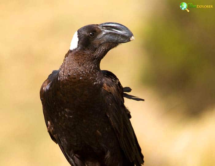 Thick-billed Raven Characteristics Thick-billed Raven Characteristics