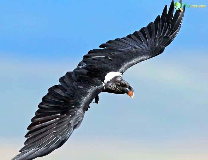 White-necked Raven Characteristics White-necked Raven Characteristics