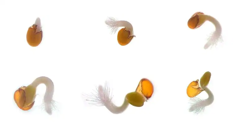 A photo of a seed germination test