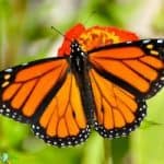 Insect Orders | 28 Different Types of Insects | BioExplorer