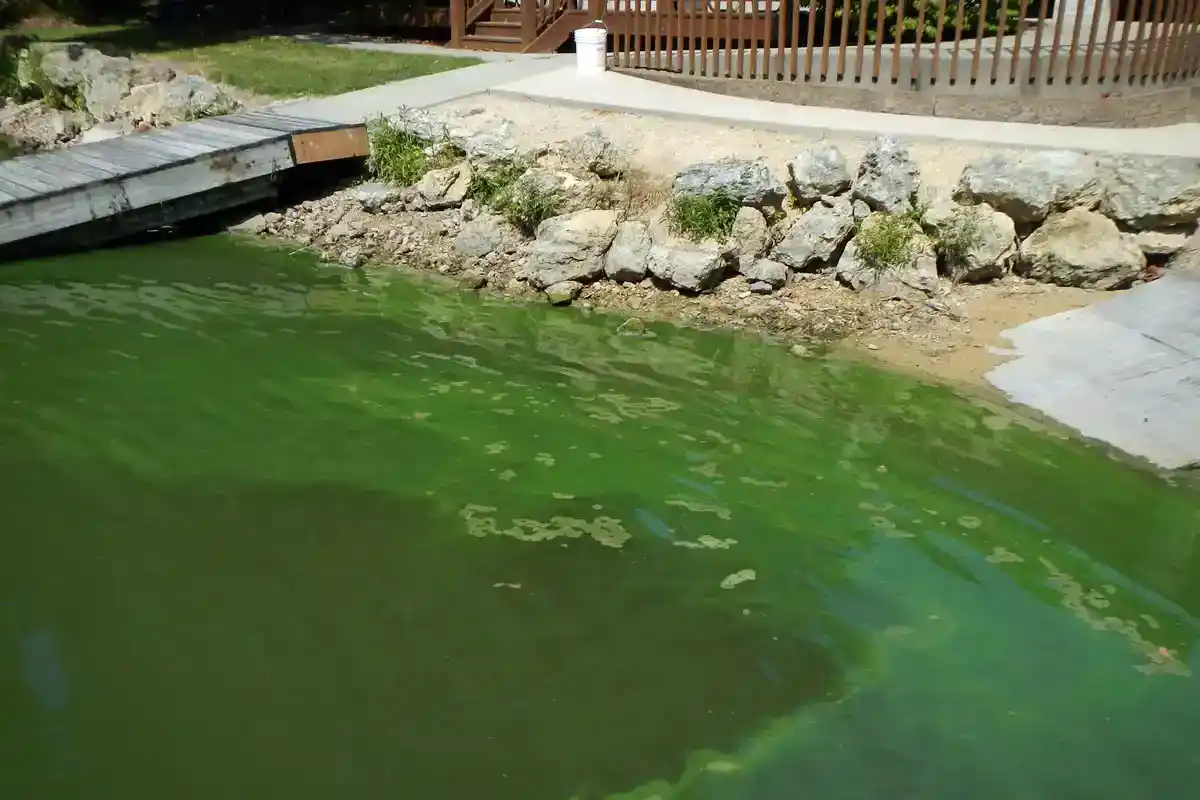 Harmful Algal Bloom on a Lake Bright green cyanobacteria bloom covering a lake shoreline beside a wooden dock and boat ramp