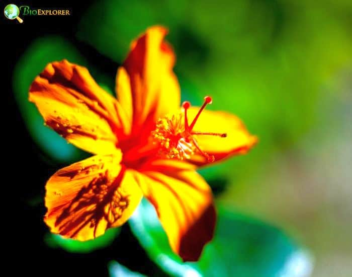 Hawaiian Red Hibiscus (Hibiscus Kokio) Hawaiian Red Hibiscus (Hibiscus Kokio)