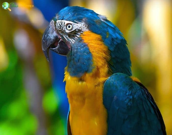 Blue Throated Macaw Blue Throated Macaw