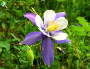 Top 43 BEST Blue Flowers | Mesmerizing Blue Blossoms | Pictures