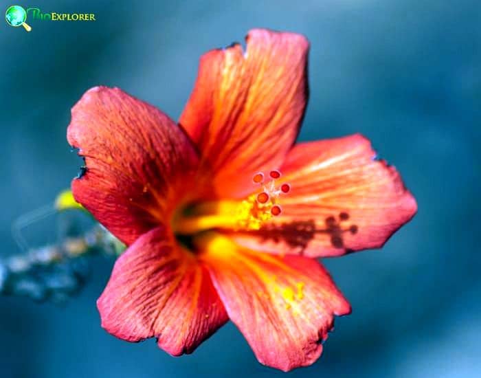 Dwarf Red Hibiscus (Hibiscus Boryanus) Dwarf Red Hibiscus (Hibiscus Boryanus)