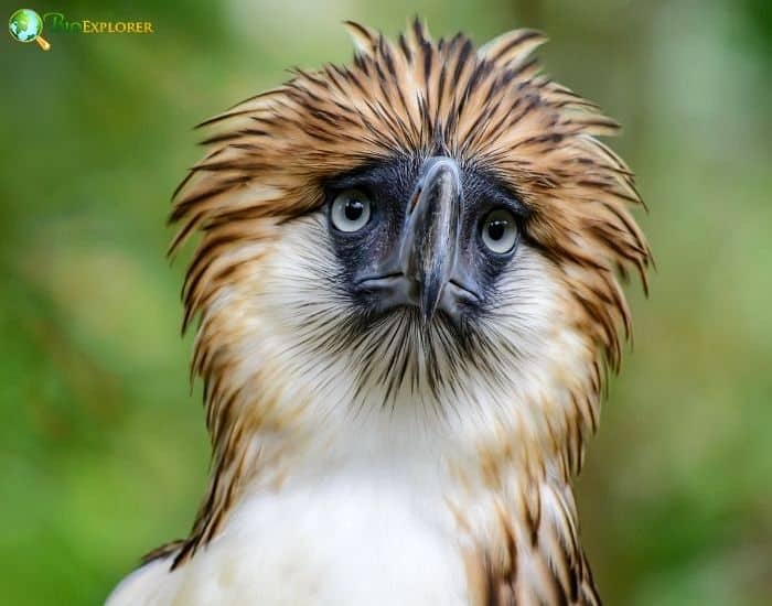 Philippine Eagle Philippine Eagle