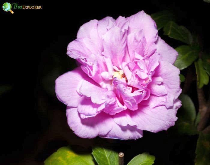 Dixie Rosemallow (Hibiscus Aculeatus) Dixie Rosemallow (Hibiscus Aculeatus)