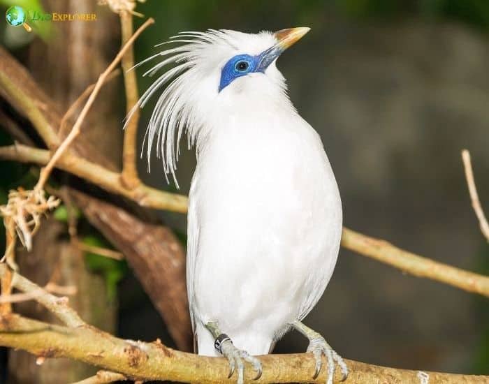 Bali Myna Bali Myna