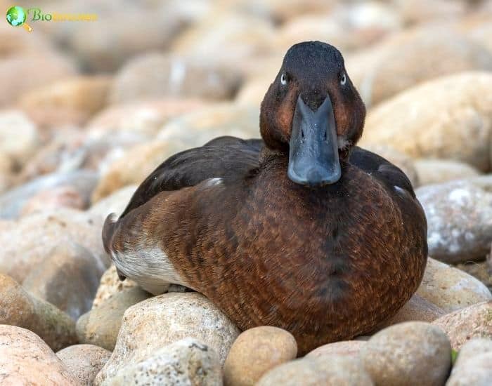 Madagascar Pochard Madagascar Pochard