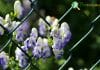 Aconite