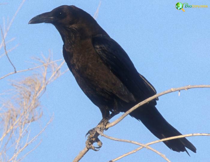 Brown-necked Raven Habitat Brown-necked Raven Habitat