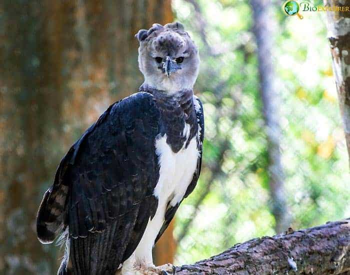Harpy Eagle