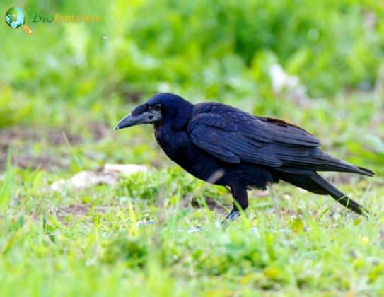 Indian Rook Rook | Corvus Frugilegus | Black Bird | BioExplorer