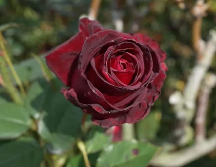 21 Black Flowers (With Pictures) | Dark Blooms Guide