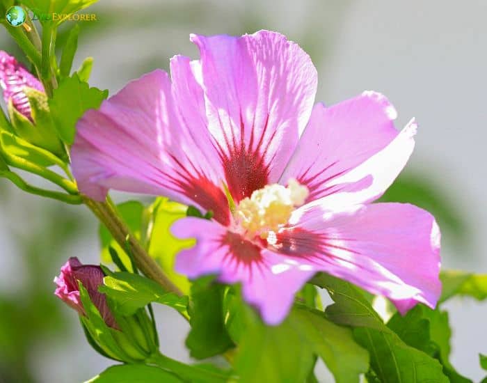 Rose Of Sharon (Hibiscus Syriacus) Rose Of Sharon (Hibiscus Syriacus)
