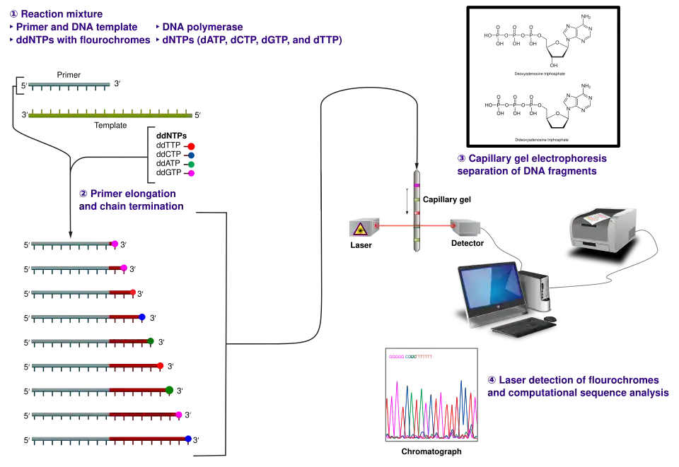 Diagram of the Sanger sequencing method showing primer annealing, ddNTP chain termination, capillary gel separation, and fluorescent base-calling readout