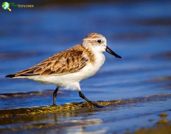 Spoon Billed Sandpiper Spoon Billed Sandpiper