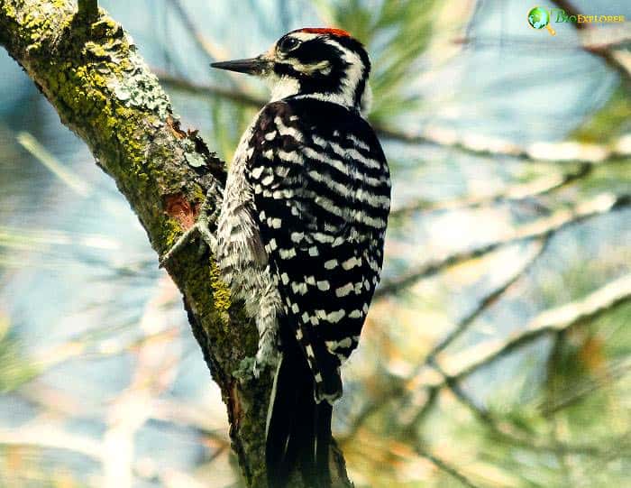 Nuttall's Woodpecker Habitat