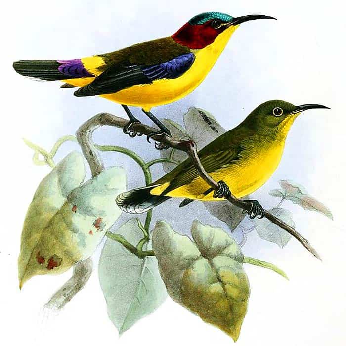 Elegant Sunbird Elegant Sunbird