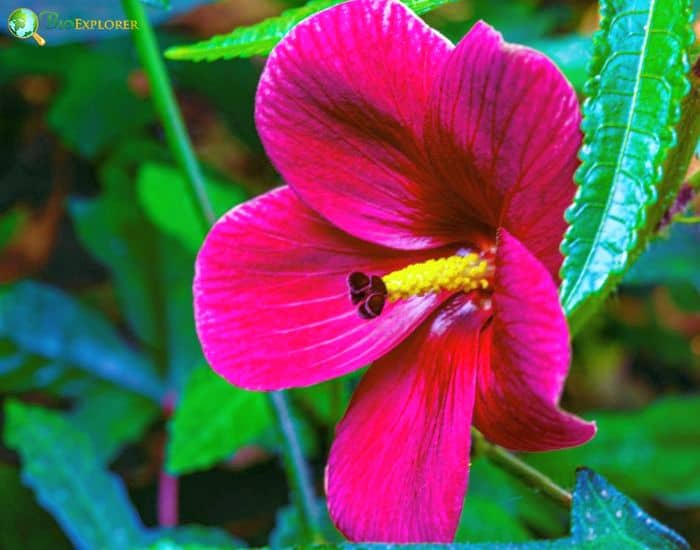 Kenaf (Hibiscus Cannabinus) Kenaf (Hibiscus Cannabinus)