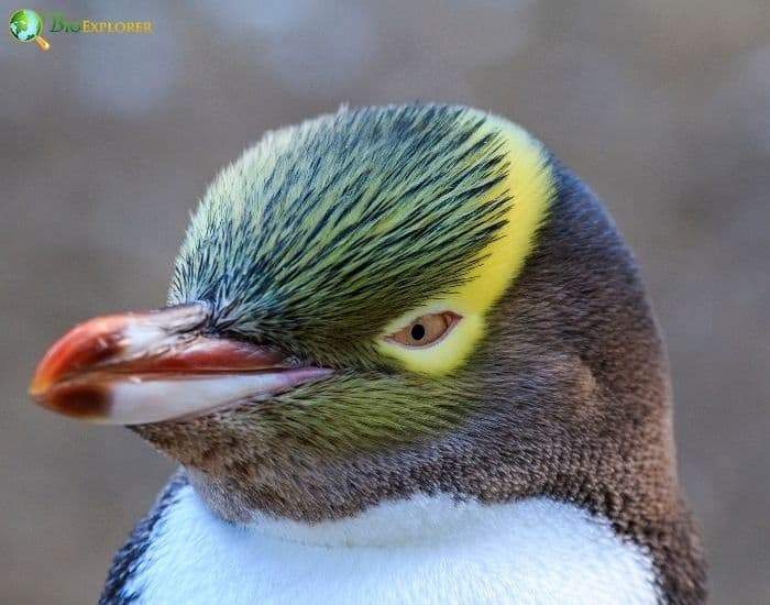 Yellow-eyed Penguin Yellow-eyed Penguin