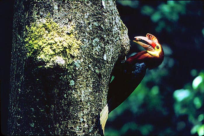 Rufous-headed Hornbill Rufous-headed Hornbill