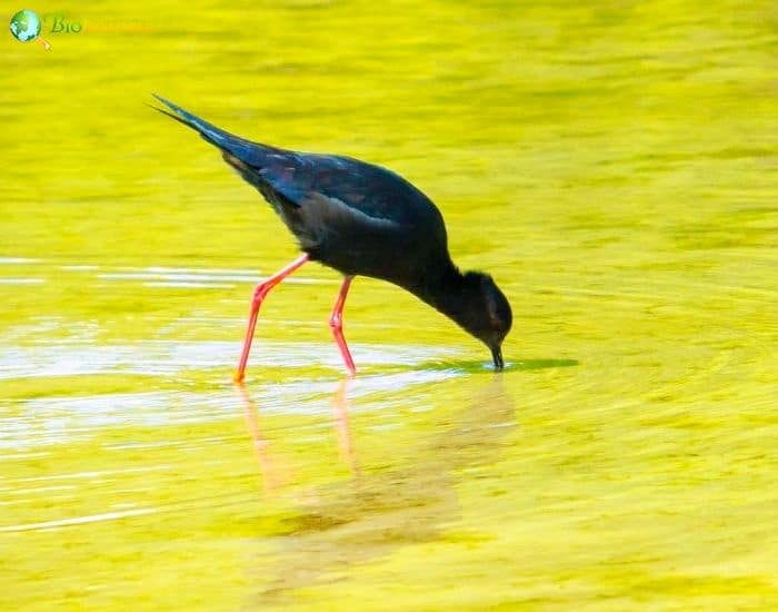 Black Stilt Black Stilt