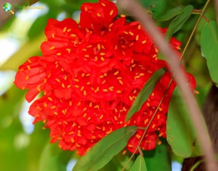 Rose Of Venezuela (Hibiscus Platanifolius) Rose Of Venezuela (Hibiscus Platanifolius)