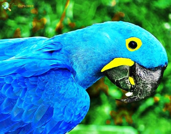 Spix's macaw Spix's macaw