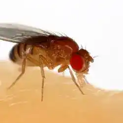 Drosophila melanogaster, the fruit fly of Morgan's lab.