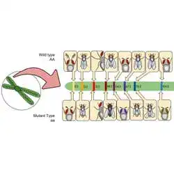 A Drosophila gene linkage map of the kind Sturtevant first drew.