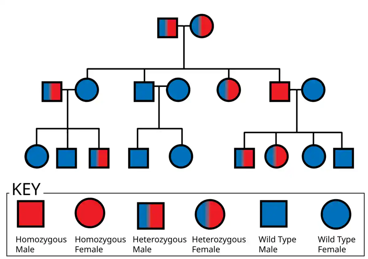 Autosomal recessive inheritance pedigree chart showing carrier and affected individuals across generations using standard circle and square pedigree symbols