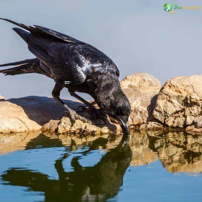 Cape Crow Diet Cape Crow Diet