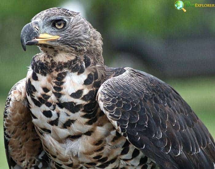 Crowned Eagle