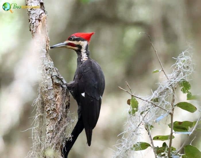 Ivory Billed Woodpecker Ivory Billed Woodpecker