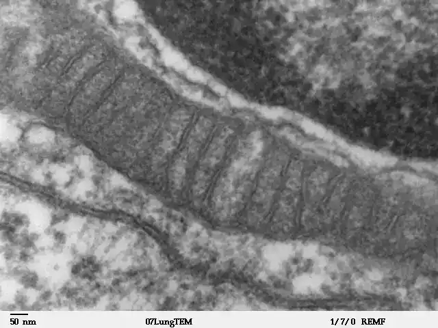 Mitochondria