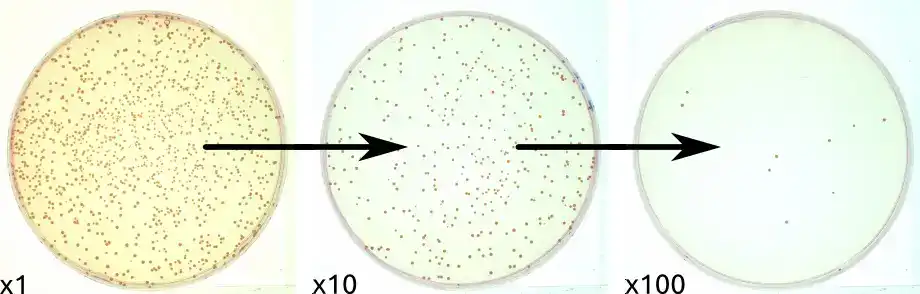 Serial dilution series of bacteria with plated dilutions showing colony growth used for CFU counting