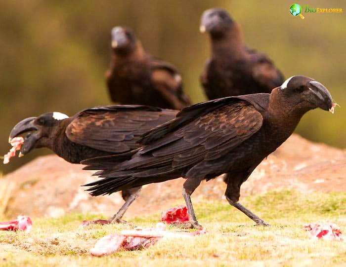 Thick-billed Raven's Diet and Hunting Behavior Thick-billed Raven's Diet and Hunting Behavior