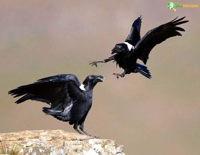 White-necked Raven Breeding Behavior White-necked Raven Breeding Behavior