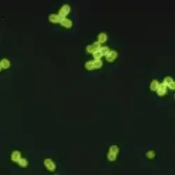 Streptococcus pneumoniae, the bacterium in Griffith's experiment.