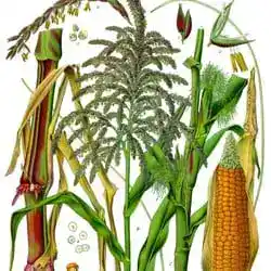 Maize, the organism in which crossing over was first seen.