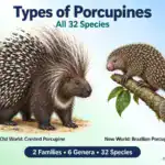 Types of Porcupines: All 32 Species With Pictures and Facts