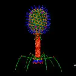 A bacteriophage, the virus used in the Hershey and Chase experiment.