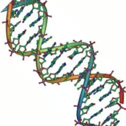 The DNA double helix.